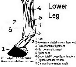 Lower Leg Lameness and Injury - Horses and Ponies