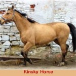 kinsky golden horse