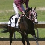 Thoroughbred Race Horse